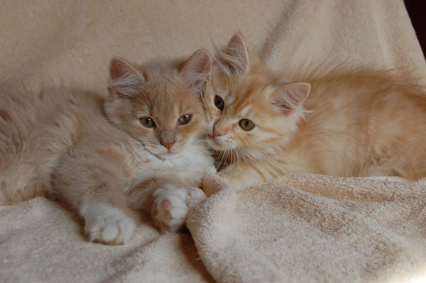 Qian und Qesharo.jpg